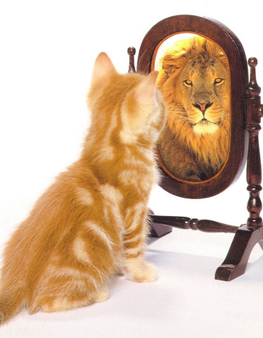 Cat vs lion