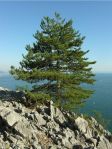 01.pinus nigra carso
